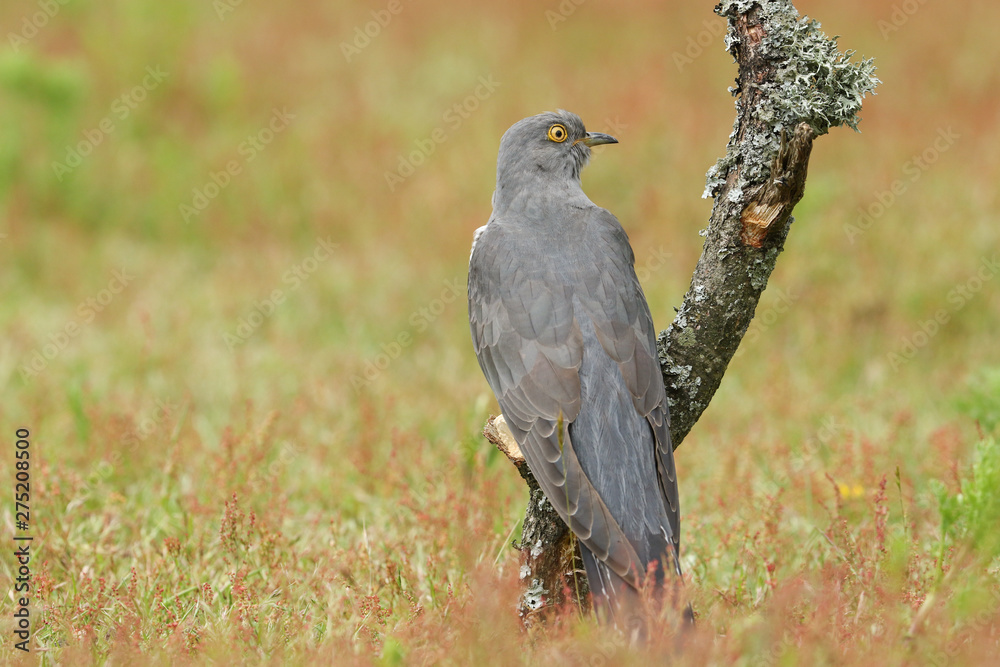 Fototapeta premium A stunning Cuckoo, Cuculus canorus, perching on a branch. 