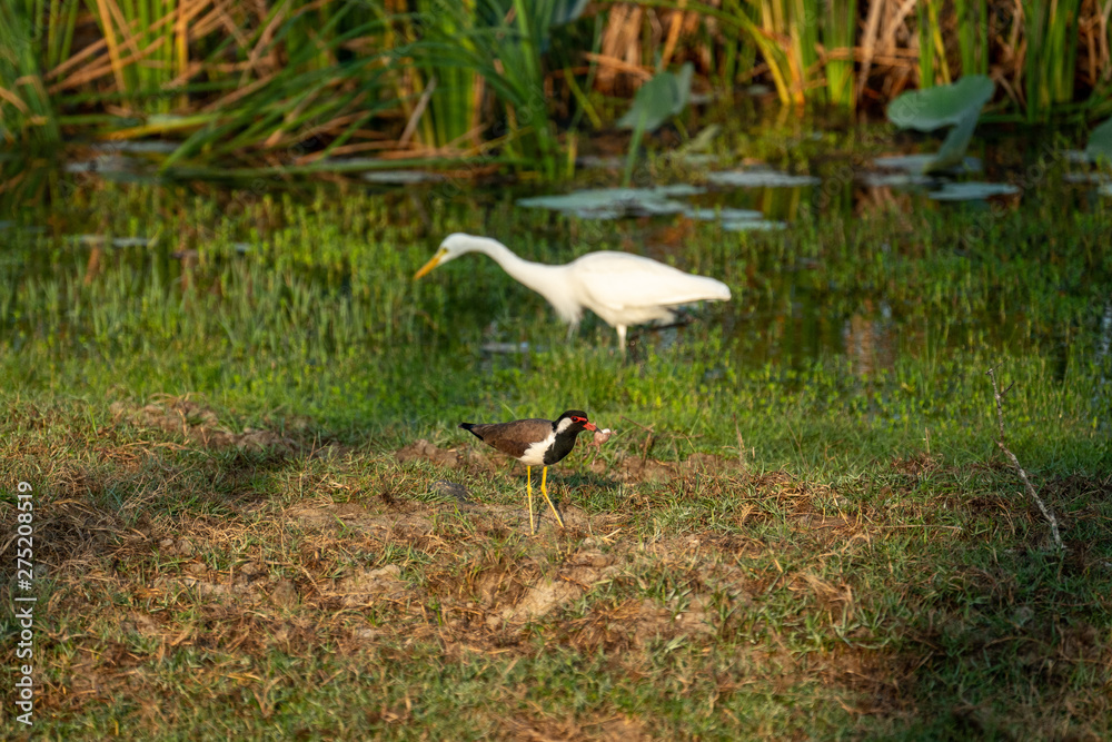 custom made wallpaper toronto digitalFischreiher