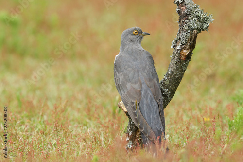 A stunning Cuckoo, Cuculus canorus, perching on a branch. 