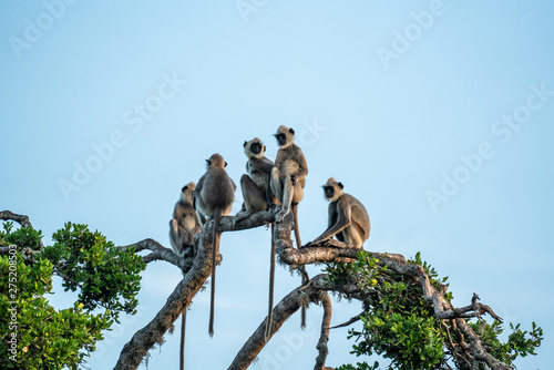 Wallpaper Mural Monkeys Bundala Sri Lanka Torontodigital.ca