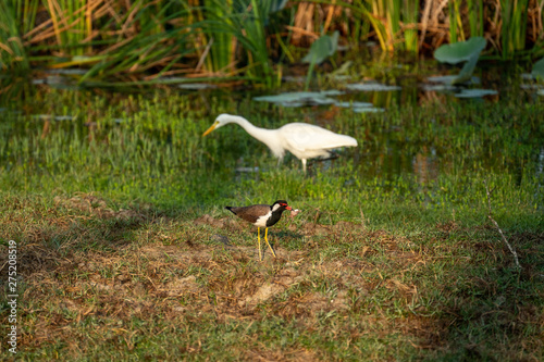 Wallpaper Mural Fischreiher Torontodigital.ca