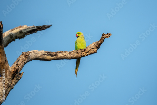Wallpaper Mural Parrot Bundala Sri Lanka Torontodigital.ca