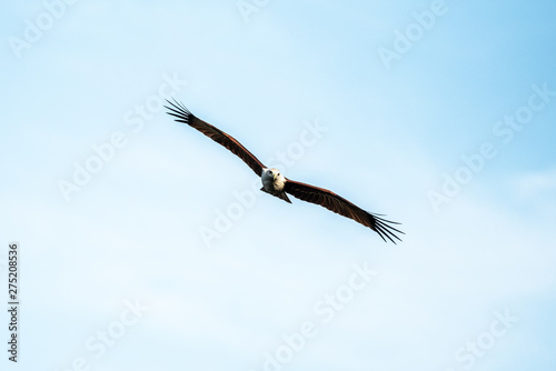 Wallpaper Mural Sri Lanka Eagle Torontodigital.ca