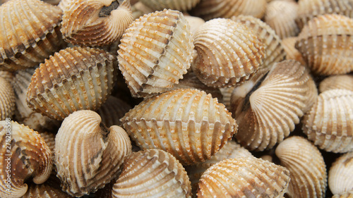 Cockles shells background