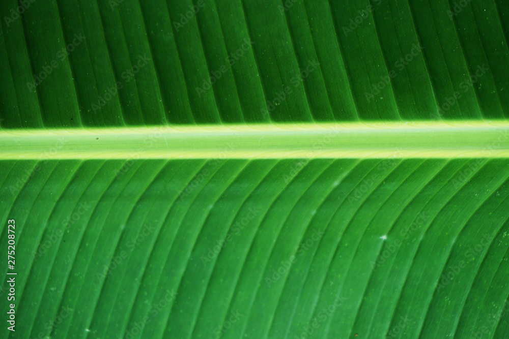 The leaves of the banana tree Textured abstract background The leaves of the banana tree Textured abstract background