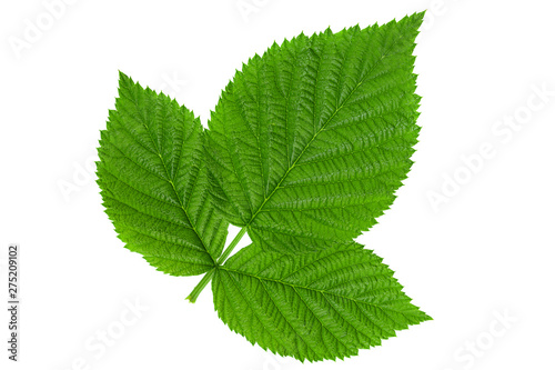 Raspberry leaf  on white