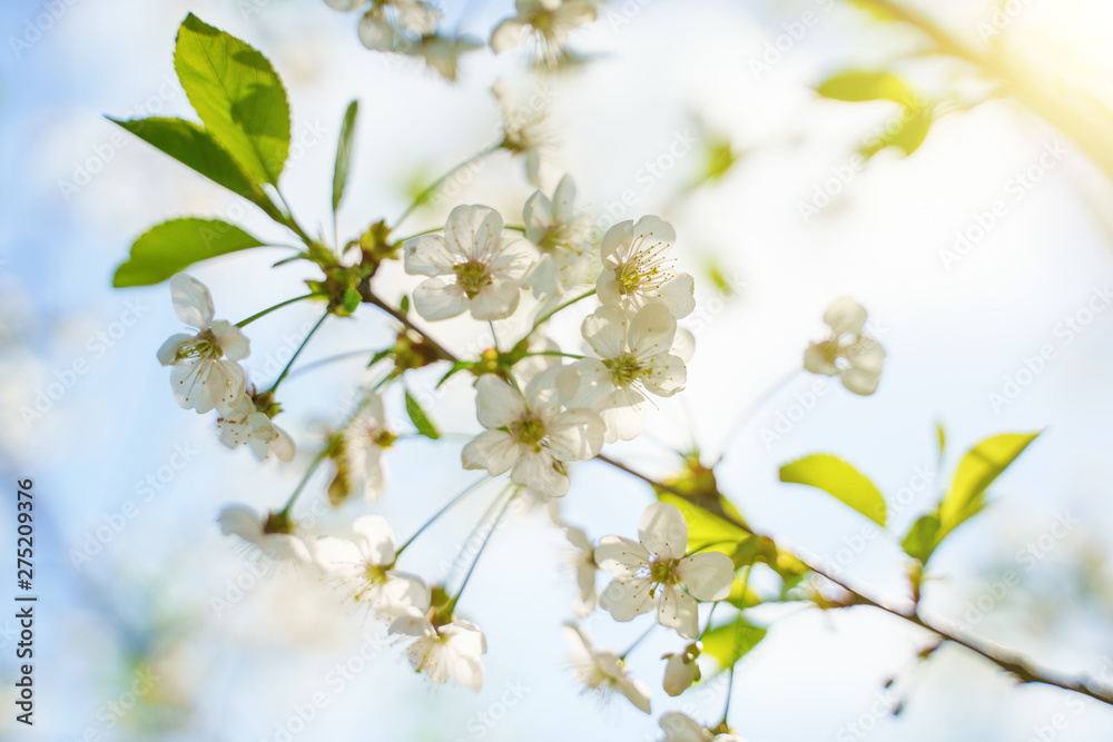 White blossom flower on apple tree branch in spring bloom full of bright light.