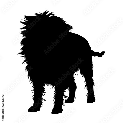 Affenpinscher Silhouette Isolated On White photo