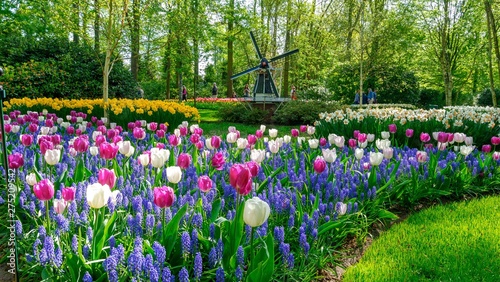 Blooming tulips flowerbed in flower garden Keukenhof, colourful background, Holland