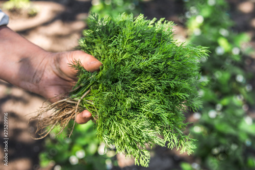 Fresh organic vegetables harvesting in the garden. Farmer with freshly harvested dill in hands. photo