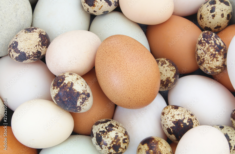 Eggs background. Quail, chicken and duck eggs mixed Eggs background. Quail, chicken and duck eggs mixed