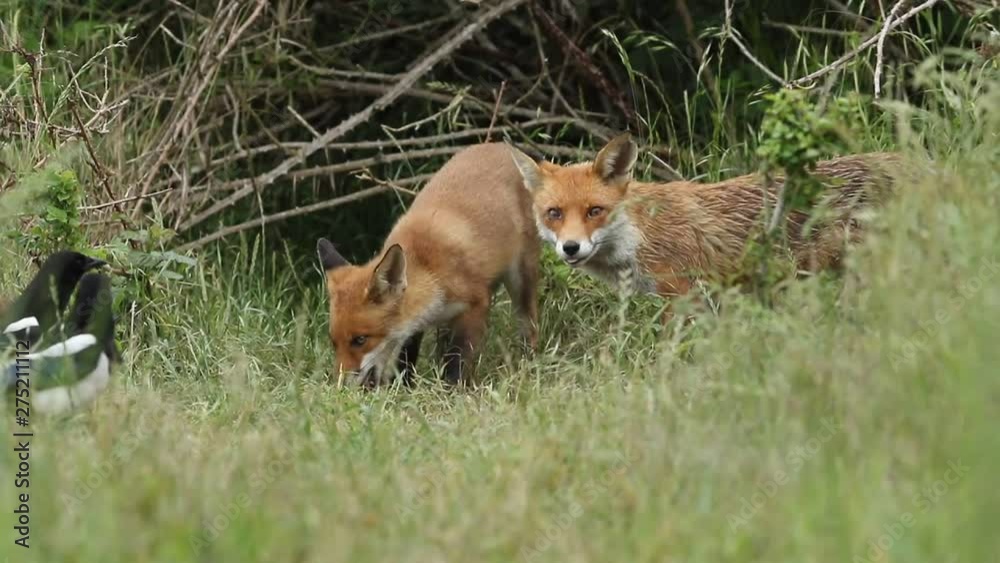 A vixen Red Fox and her cute cub, Vulpes vulpes, are feeding at the entrance to their den. The cub does not want to share the food and an altercation breaks out and the vixen runs off. A vixen Red Fox and her cute cub, Vulpes vulpes, are feeding at the entrance to their den. The cub does not want to share the food and an altercation breaks out and the vixen runs off.