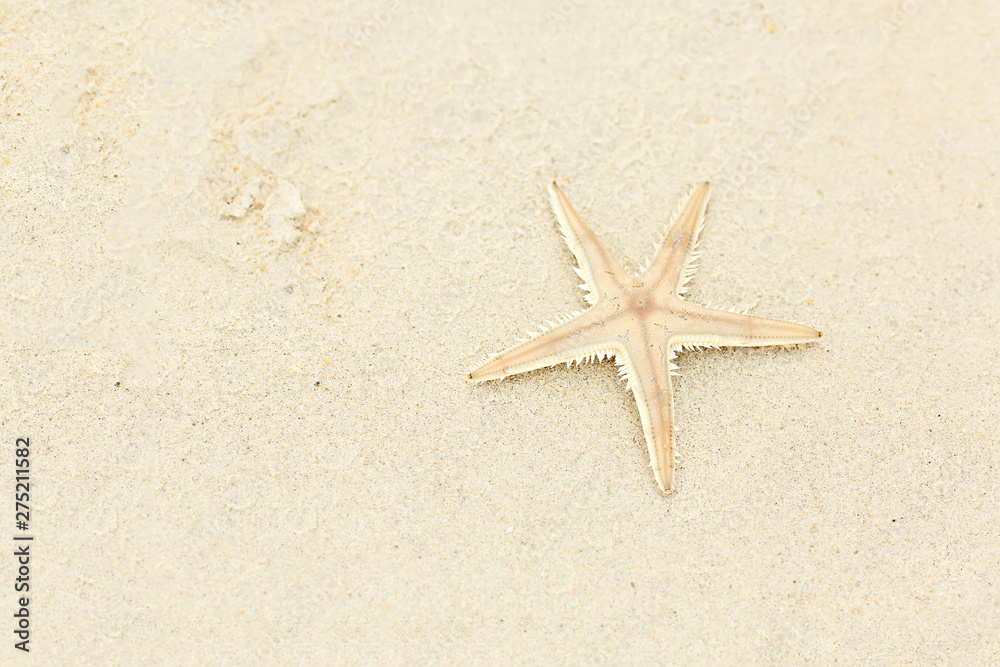 Beautiful beige starfish on the sand, travel concept on tropical starfish beach. Copy space. Gorizontal format. Beautiful beige starfish on the sand, travel concept on tropical starfish beach. Copy space. Gorizontal format.