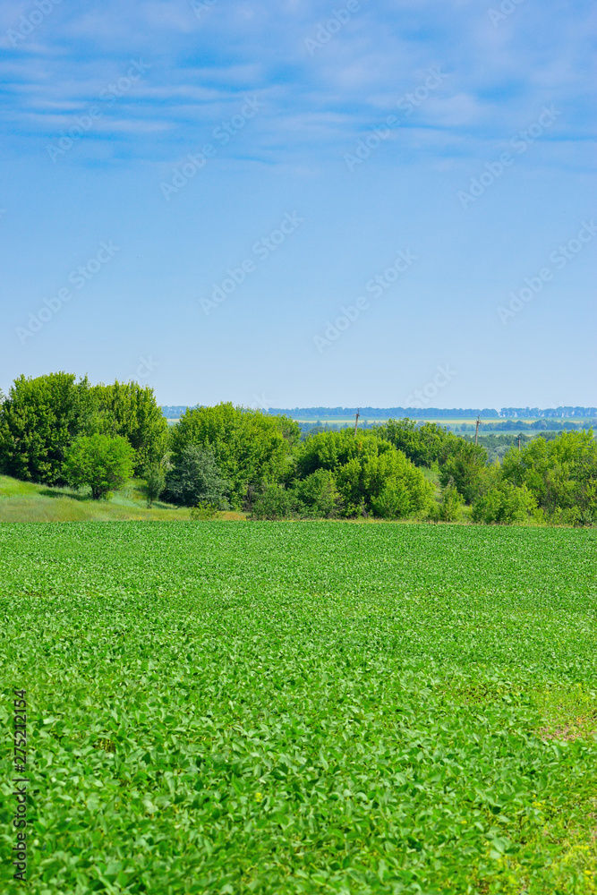 Soybeans on the field Soybeans on the field