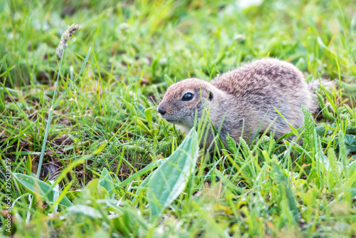 Mountain Caucasian Gopher or Spermophilus musicus in grass in Russia. photo