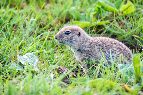 Mountain Caucasian Gopher or Spermophilus musicus in grass in Russia. photo