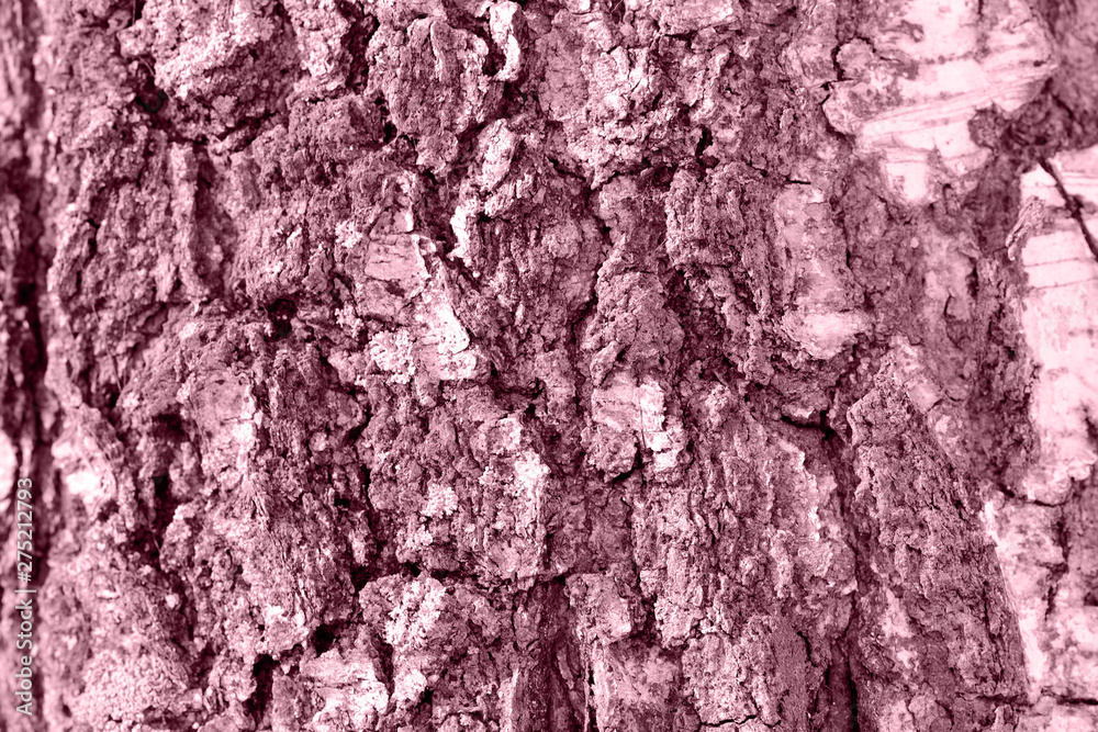 Birch tree bark texture close up. Toned natural background Birch tree bark texture close up. Toned natural background