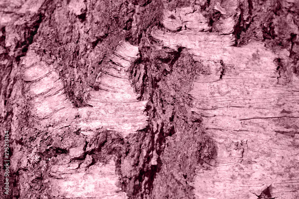 Naklejka premium Birch tree bark texture close up. Toned natural background