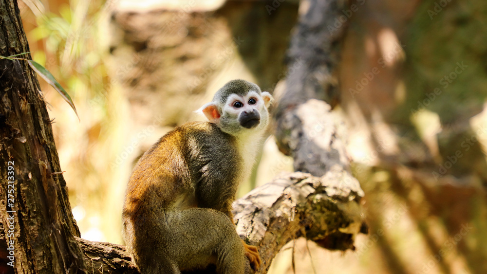 Fototapeta premium Common monkey on the brunch