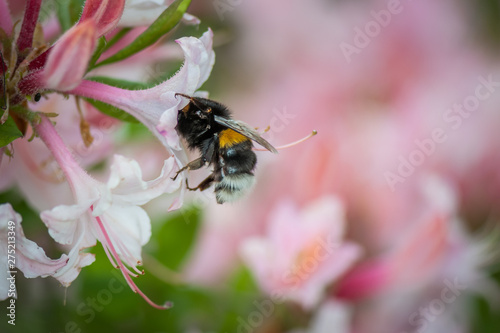 The bee drinks the nectar of pink Rhododendron flower. She dipped her head inside the flower. Selective focus. Macro. Copy space. © Regina