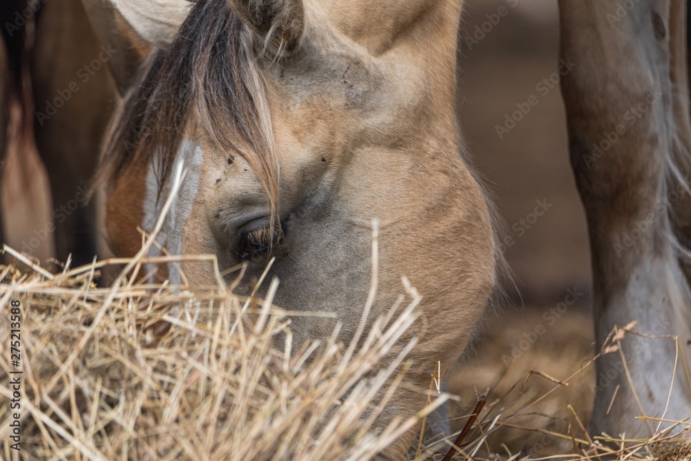 Fototapeta premium Horses on the farm eat hay. Photographed close up.