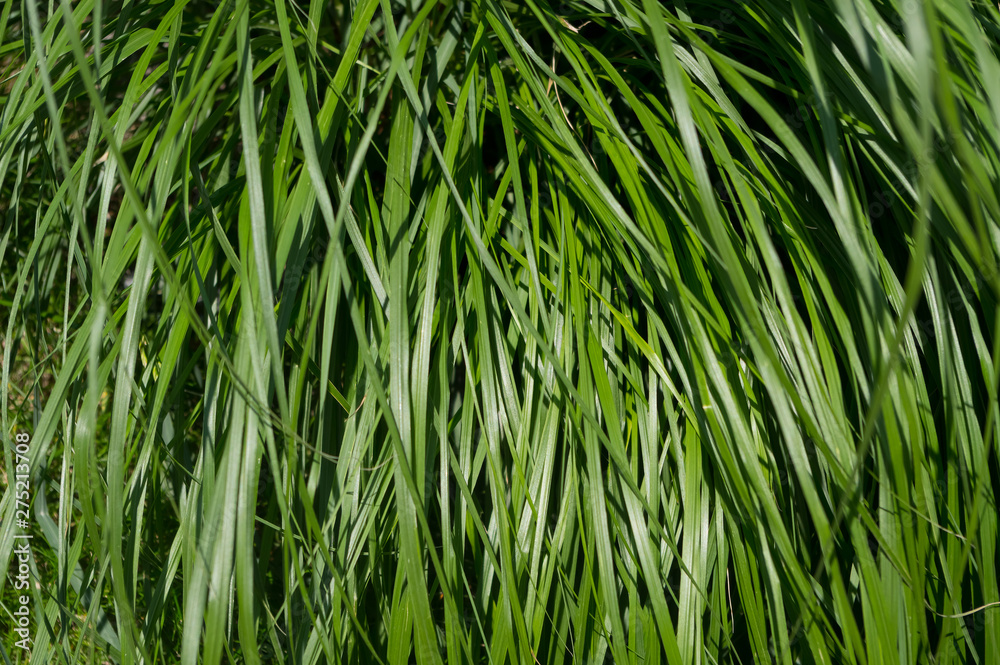 A popular decorative plant called Ornamentation. Latin name Miscanthus sinensis.