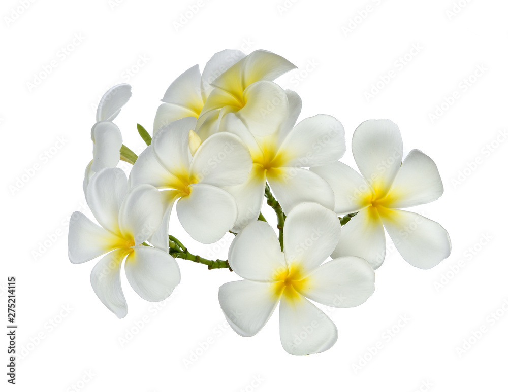 Obraz premium Tropical flowers frangipani (plumeria) isolated on white background