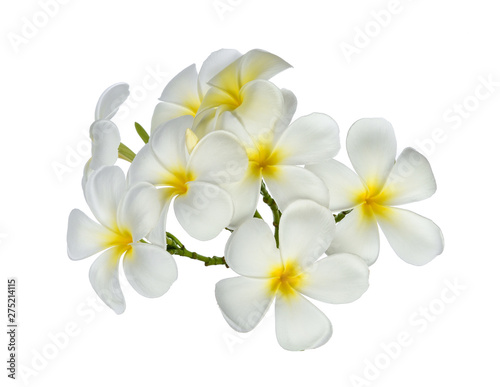 Tropical flowers frangipani (plumeria) isolated on white background © Kompor