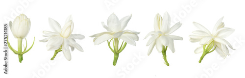 Set of White flower, Thai jasmine flower  isolated on white background.