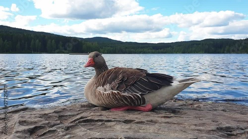 Wild goose sitting on the rock on the lake in the background in slow motion. photo