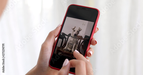 Female hand snaps photos and videos whith dog on a smartphone on a white background curtains