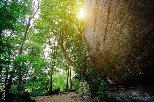 Rainy season forest nature. Vivid morning in colorful forest with sun rays through branches of trees. Scenery of nature with sunlight