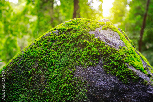 Rainy season forest nature. Vivid morning in colorful forest with sun rays through branches of trees. Scenery of nature with sunlight