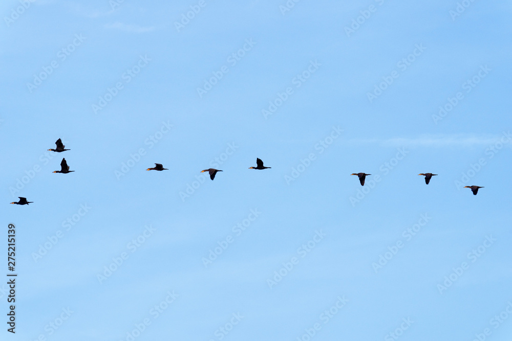 Cormorants flying in the french Gâtinais regional nature park