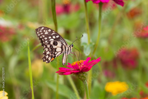 Beautiful butterfly Sucking nectar from pollen In the flower garden