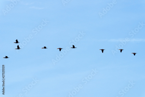 Cormorants flying in the french G  tinais regional nature park