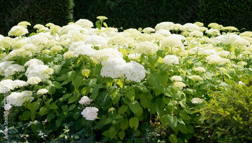 Inflorescence à grandes bractées blanc-crème de l'hortensia de virginie (Hydrangea arborescens 'Annabelle) photo