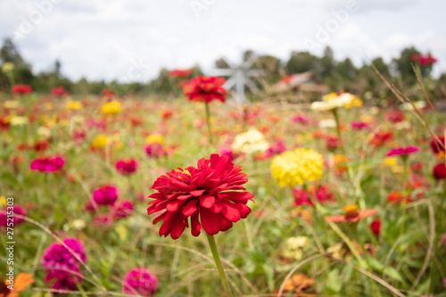 Beautiful Chrysanthemum Flower garden and Beautiful butterfly Sucking nectar from pollen © sakdinon