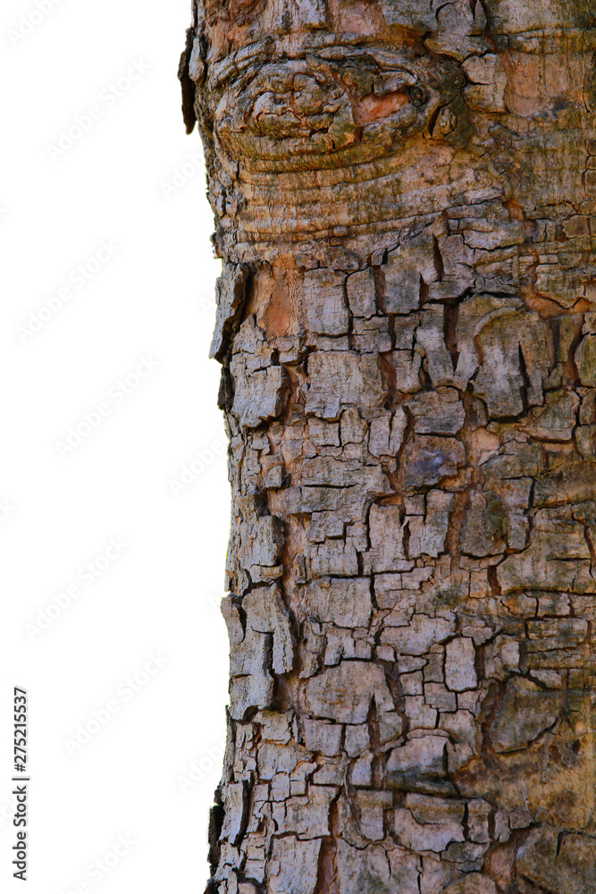 Naklejka premium Embossed texture of tree bark with isolated over a white background