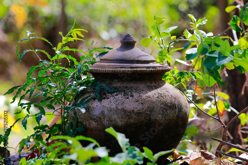 Water jar beside a small tree in the natural forest