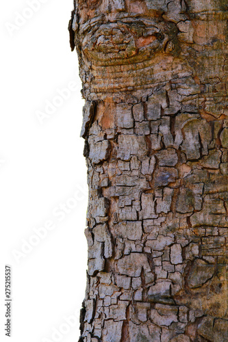 Embossed texture of tree bark with  isolated over a white background