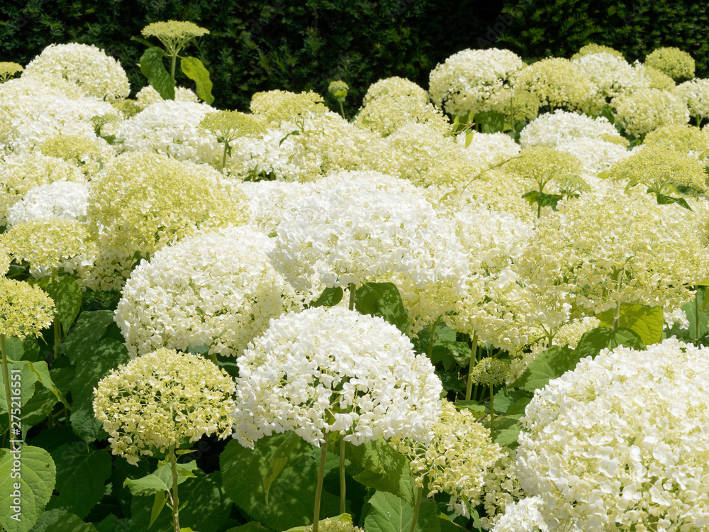 Inflorescence à grandes bractées blanc-crème de l'hortensia de virginie (Hydrangea arborescens 'Annabelle) Inflorescence à grandes bractées blanc-crème de l'hortensia de virginie (Hydrangea arborescens 'Annabelle)