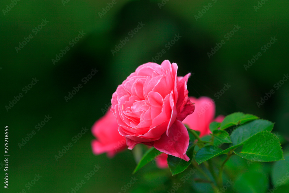 Photo rose petals isolated on the natural blurred background. Closeup. For design, texture, background. Nature. Photo rose petals isolated on the natural blurred background. Closeup. For design, texture, background. Nature.