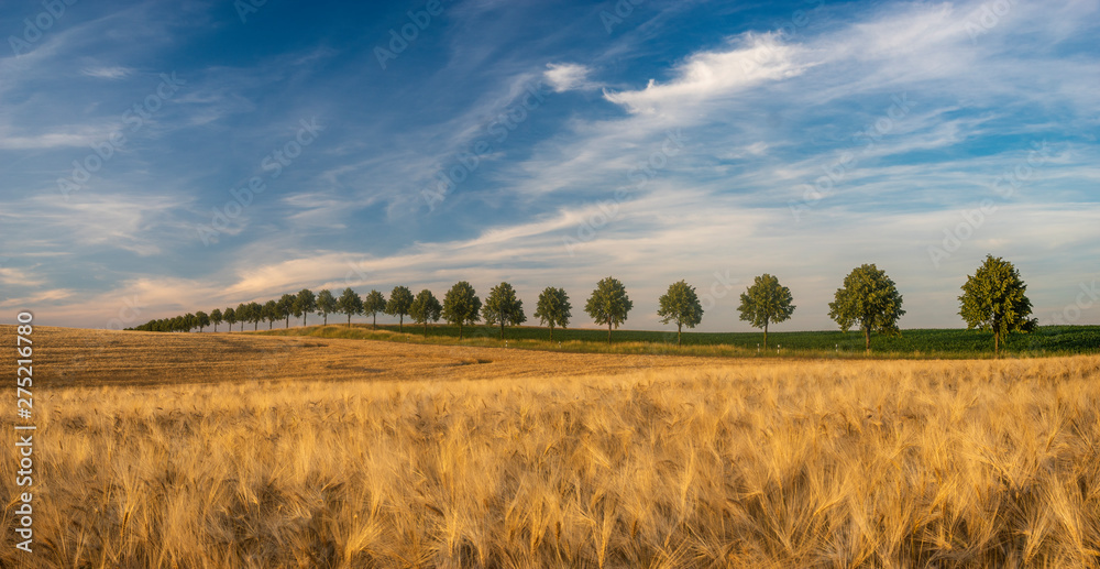 beautiful field of golden barley