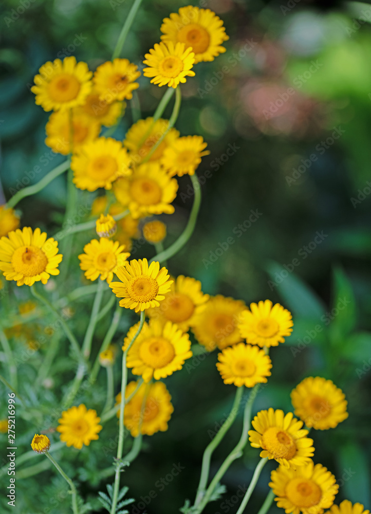 Blühende Färberkamille, Anthemis tinctoria Blühende Färberkamille, Anthemis tinctoria