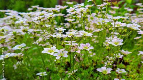 Delicate white flowers of Saxifrage mossy in spring garden photo