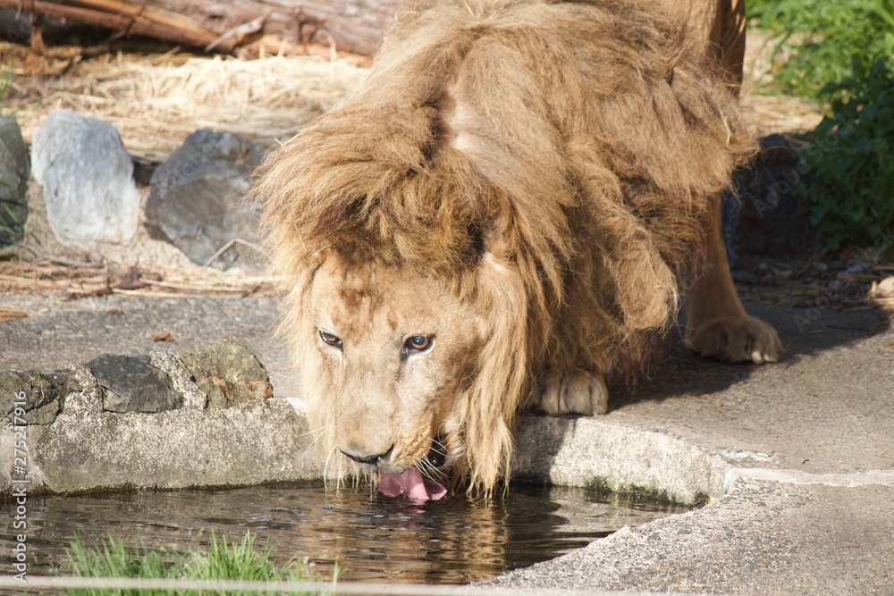 Naklejka premium Male lion is drinking water