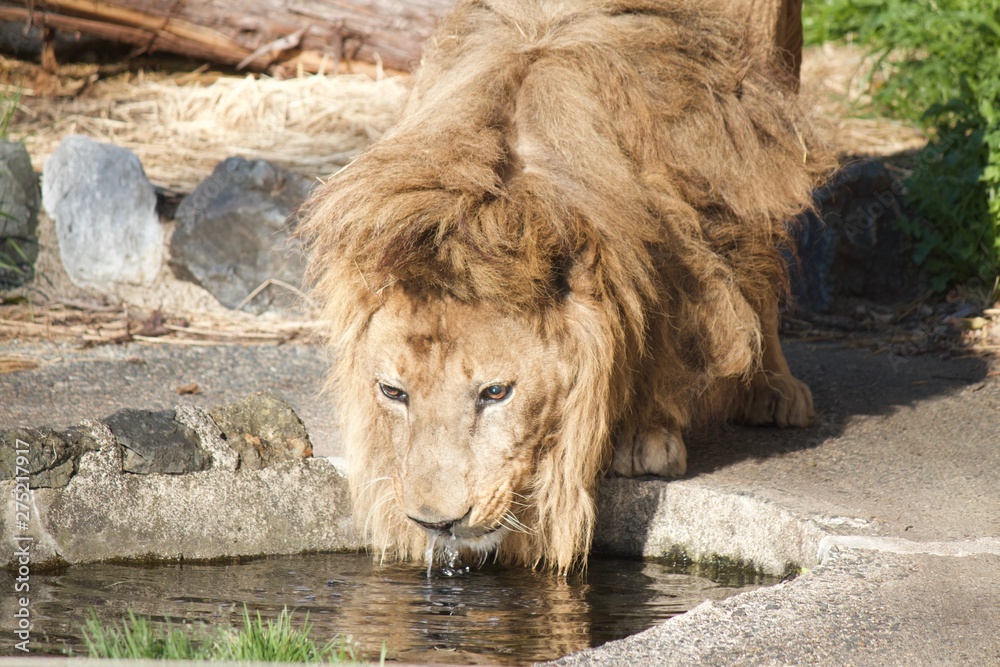 Naklejka premium Male lion is drinking water