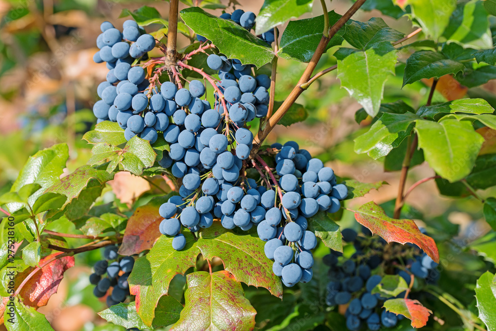 Früchte der Mahonie,  Mahonia aquifolium