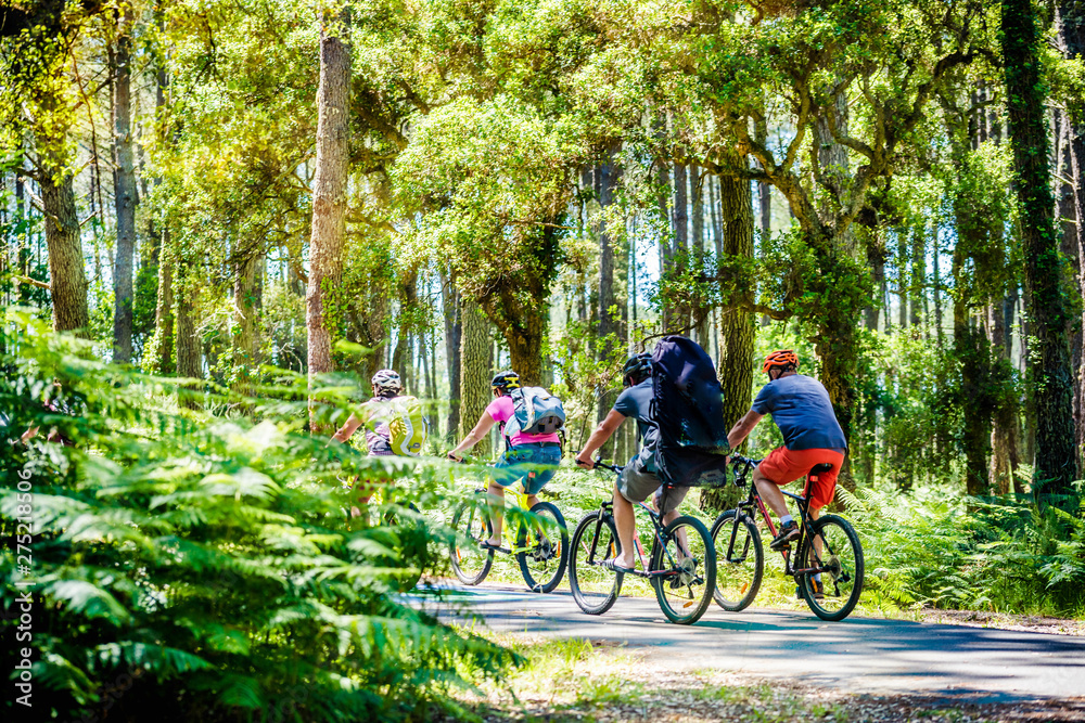 Fototapeta premium grupy rowerzystów w lesie Landes